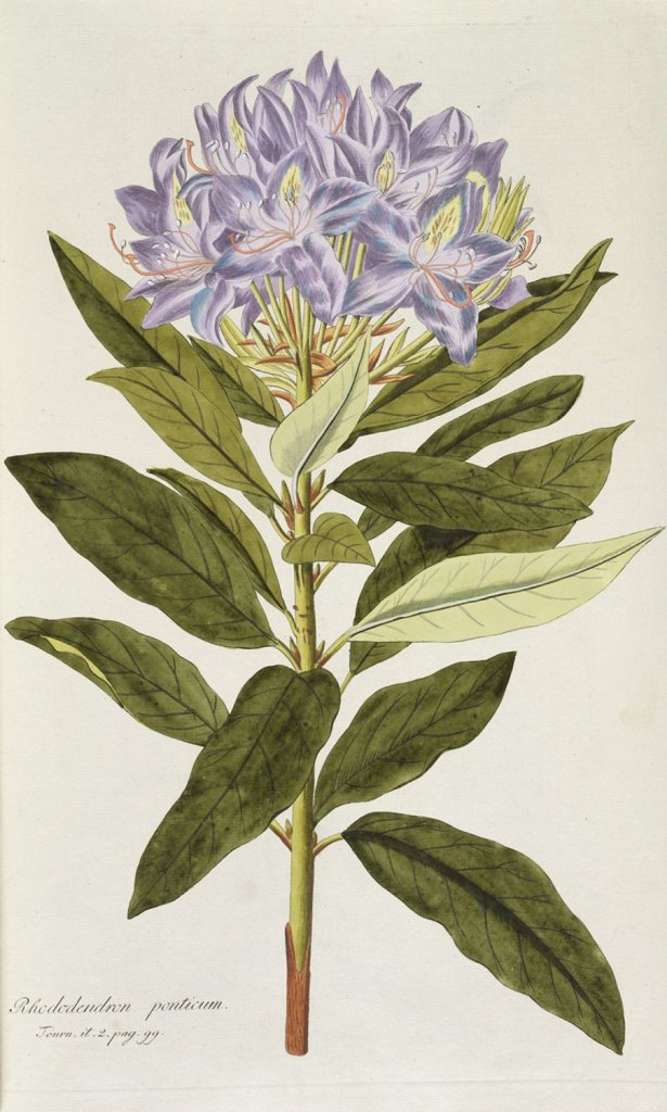 Nikolaus Joseph von Jacquin, ICONES PLANTARUM RARIORUM, Vindobonae 1781–1804, papír, vazba: lepenka potažená hnědou kůží; 460×278 mm. Arcibiskupství olomoucké – Arcidiecézní muzeum Kroměříž