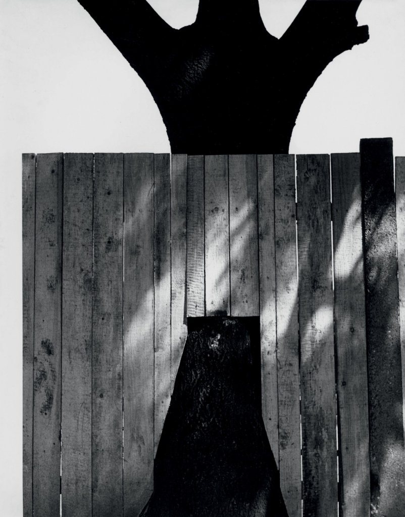 Rupert Kytka, Torzo (Strom), 1965, černobílá fotografie, papír; 299×234 mm. Získáno 1994, Muzeum umění Olomouc